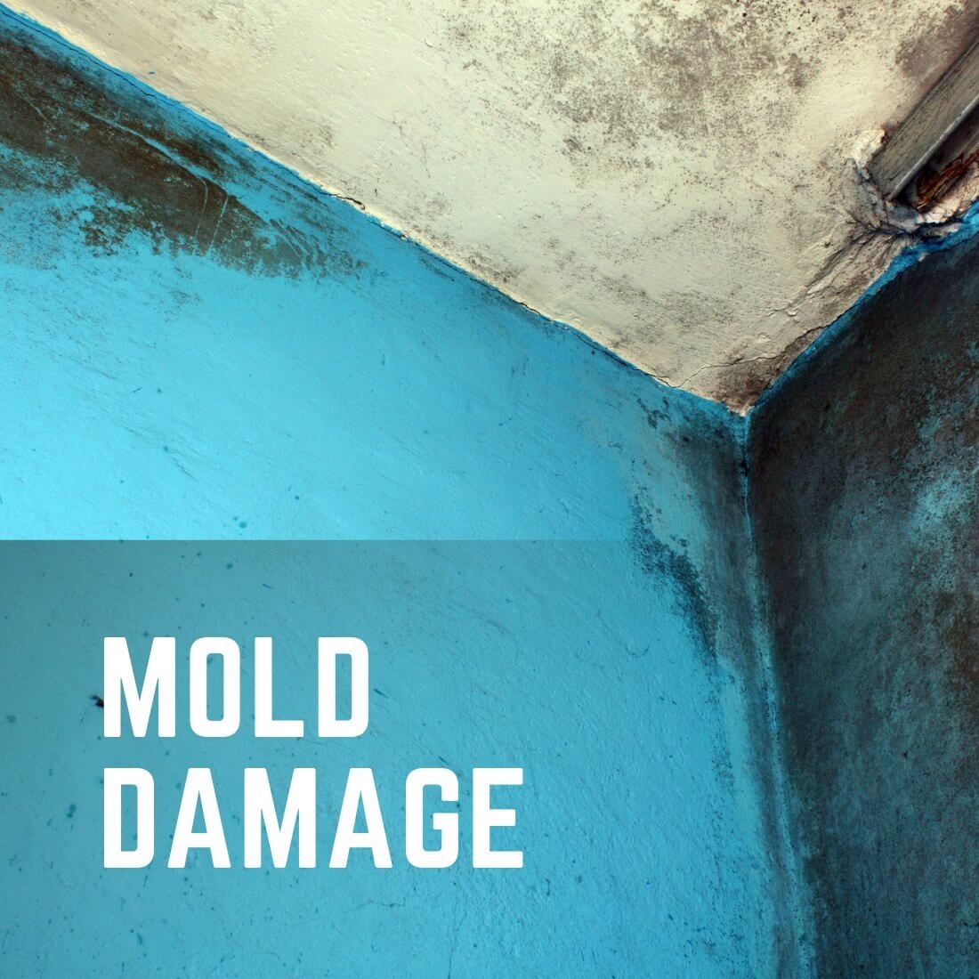 Mold Damage Remediation Services 1